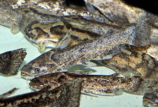 Trachelyopterus galeatus