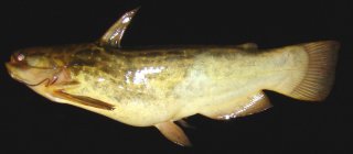 Trachelyopterus lucenai