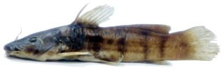 Parauchenoglanis monkei