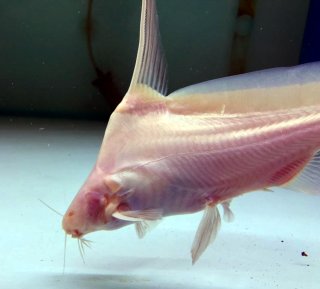 Bagrichthys hypselopterus