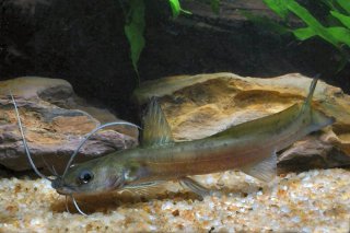 Hemibagrus macropterus