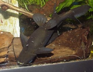 mystus aquaticrepublic planetcatfish name 1860 blyth scientific bagridae