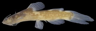 Nanobagrus nebulosus