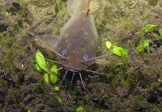 Pseudomystus cf. stenomus