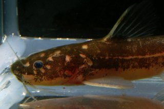 Pseudomystus stenogrammus