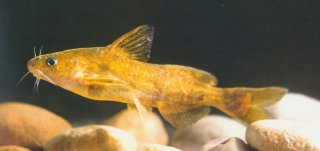 Tachysurus brevicaudatus