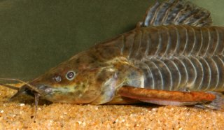 Callichthys callichthys