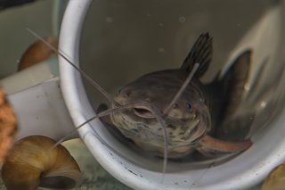 Callichthys serralabium