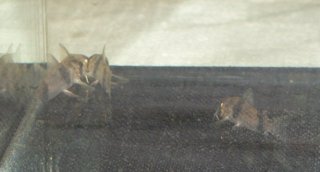 Corydoras (lineage 6) tukano