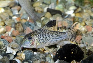 Corydoras acutus