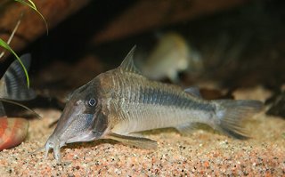 Corydoras amapaensis