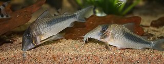 Corydoras amapaensis