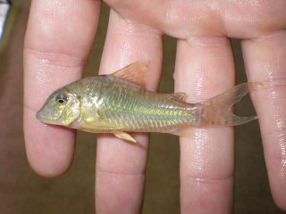 Corydoras aurofrenatus