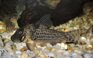 Corydoras blochi