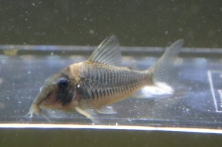 Corydoras caramater