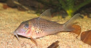 Corydoras cervinus