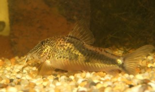 Corydoras fowleri