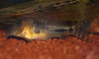 Corydoras fulleri