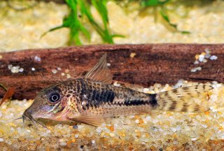 Corydoras fulleri