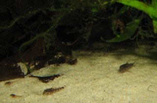 Corydoras fulleri