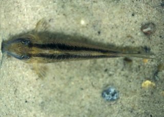 Corydoras narcissus