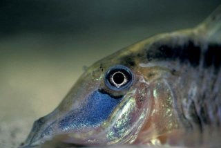 Corydoras narcissus