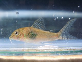 Corydoras negro