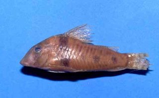 Corydoras orcesi