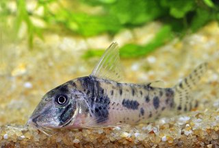 Corydoras orcesi