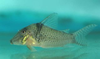 Corydoras pastazensis