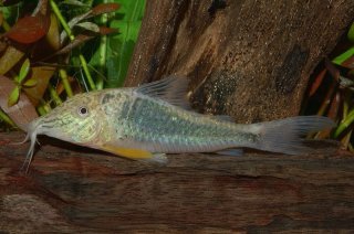 Corydoras semiaquilus