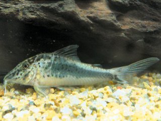 Corydoras semiaquilus