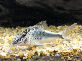 Corydoras semiaquilus