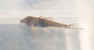 Corydoras septentrionalis