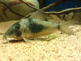 Corydoras septentrionalis