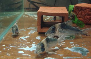 Corydoras serratus