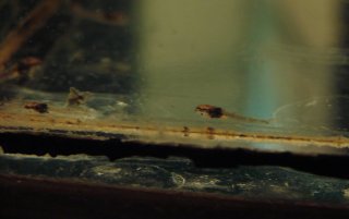 Corydoras serratus