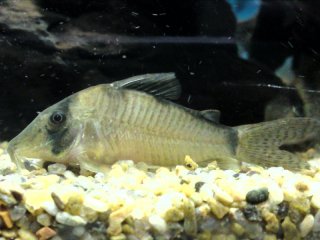 Corydoras simulatus