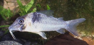 Corydoras sp. (C038)