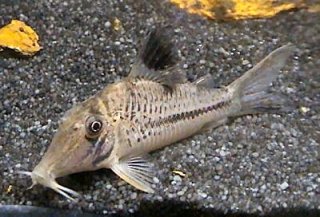 Corydoras sp. (C042)