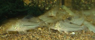 Corydoras sp. (C042)