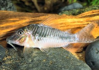 Corydoras sp. (C127)