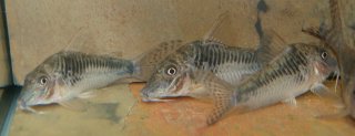 Corydoras sp. (C127)