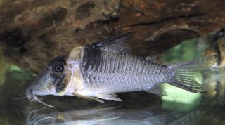 Corydoras sp. (Cw075)