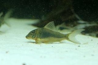 Corydoras sp. (Cw080)