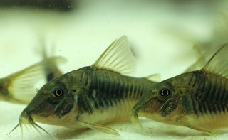 Corydoras sp. (Cw080)