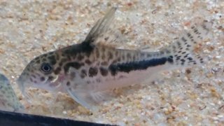 Corydoras sp. (Cw143)