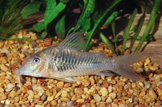 Corydoras stenocephalus