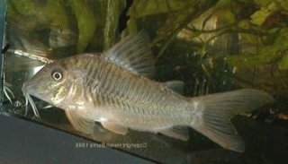 Corydoras stenocephalus