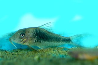 Corydoras treitlii